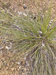 Mesomelaena tetragona