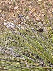 Mesomelaena tetragona