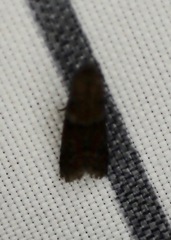 Moodna ostrinella