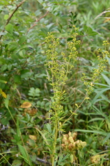 Thalictrum amurense