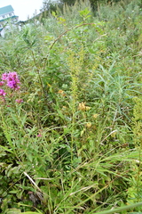 Thalictrum amurense