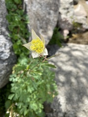 Aquilegia pubescens