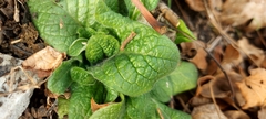 Primula