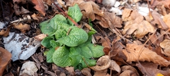 Primula