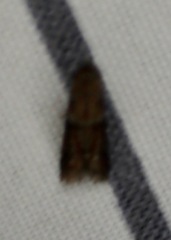 Moodna ostrinella