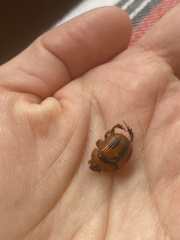 Bolbocerosoma confusum