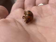 Bolbocerosoma confusum