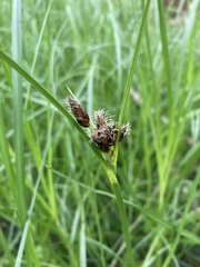 Bolboschoenus caldwellii