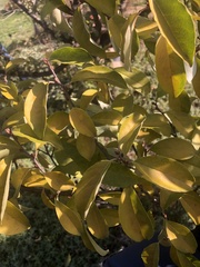 Elaeagnus multiflora