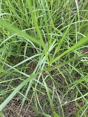 Bolboschoenus caldwellii