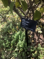 Elaeagnus multiflora