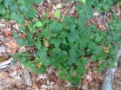 Viburnum acerifolium