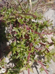 Portulaca oleracea