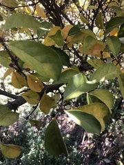 Elaeagnus multiflora
