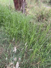 Bolboschoenus caldwellii
