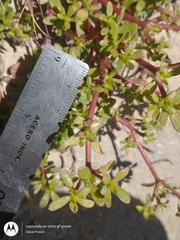 Portulaca oleracea