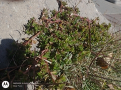 Portulaca oleracea