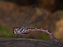 Austroaeschna eungella