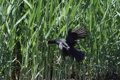 Gallinula chloropus meridionalis
