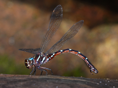 Austroaeschna eungella