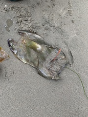Beringraja binoculata