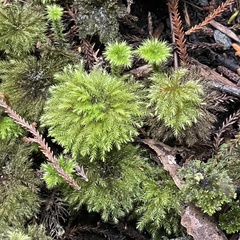 Hypnodendron
