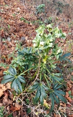 Helleborus foetidus