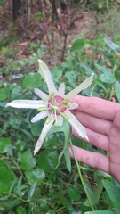 Passiflora aurantia