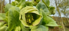 Helleborus foetidus