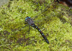 Austroaeschna eungella