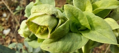 Helleborus foetidus