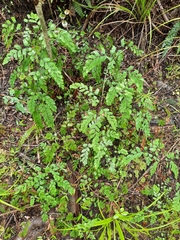 Adiantum cunninghamii