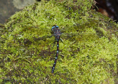 Austroaeschna eungella