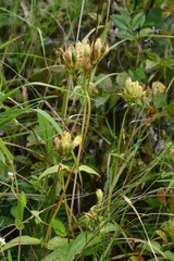 Silene wilfordii