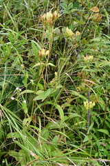 Silene wilfordii