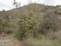 Rhus integrifolia × ovata