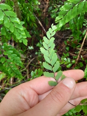 Adiantum cunninghamii