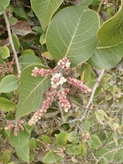 Rhus integrifolia × ovata
