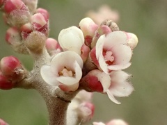 Rhus integrifolia × ovata