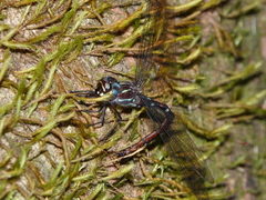 Austroaeschna eungella