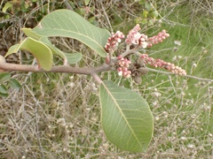 Rhus integrifolia × ovata