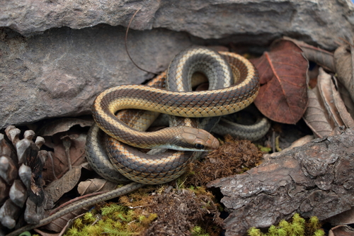 Photo of a Oaxacan Patchnose Snake (Salvadora intermedia)