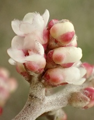 Rhus integrifolia × ovata