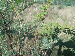 Vachellia robusta