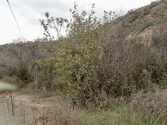 Rhus integrifolia × ovata