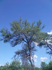 Vachellia robusta