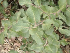 Rhus integrifolia × ovata