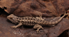 Sceloporus spinosus