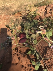 Macroptilium atropurpureum