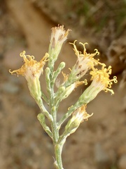 Lepidospartum squamatum